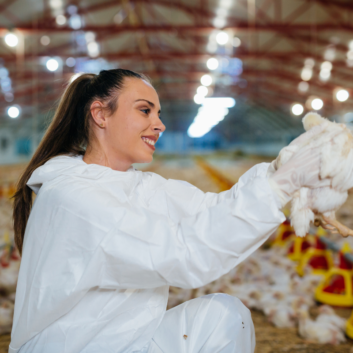 Uniformes de avicultura lavados e desinfetados profissionalmente.